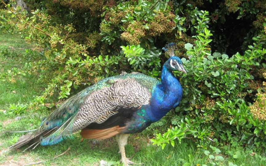 Zoological Gardens, Frankton, New Zealand