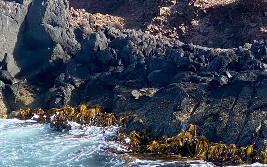 Taiaroa Head, Harington Point, New Zealand