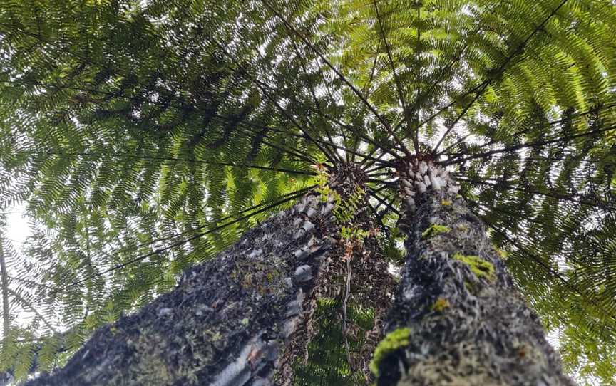 Opua Kauri Walk, Northland, New Zealand