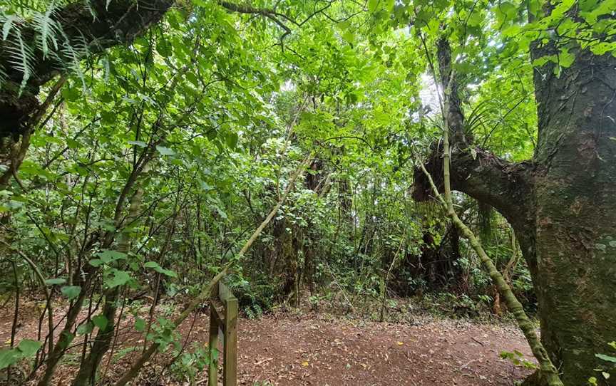 Maungatautari Southern Enclosure, Pukeatua, New Zealand