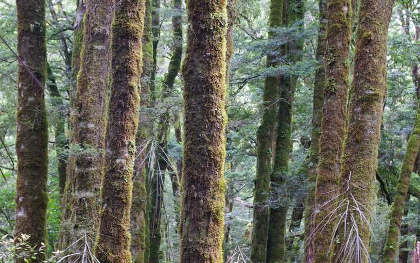 Haast River Viewpoint, Haast, New Zealand