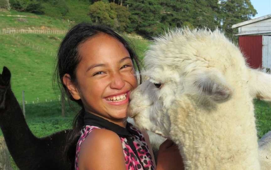 Q TAZ Alpacas, Paeroa, New Zealand