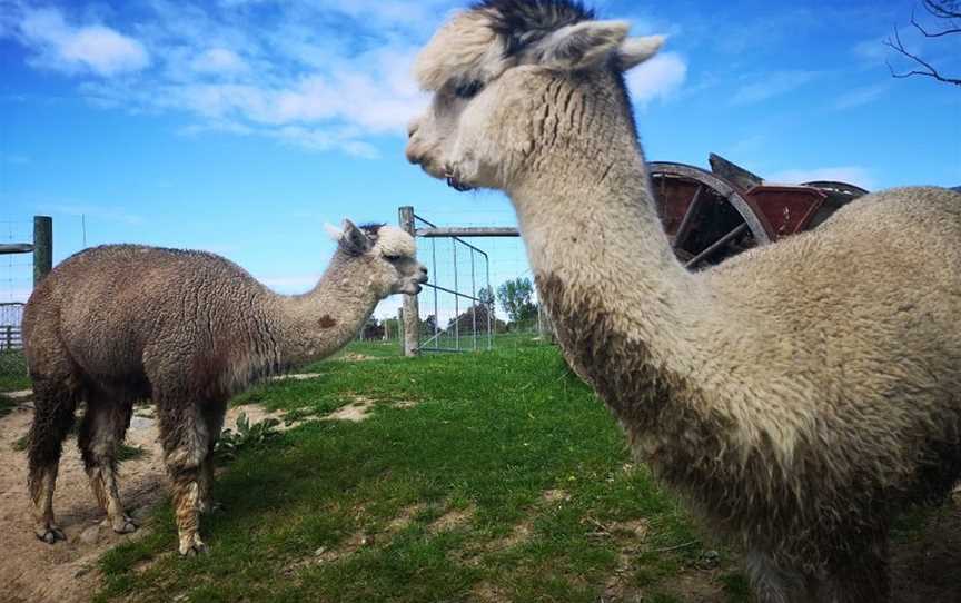 Gem Alpaca Stud, Fairlie, New Zealand