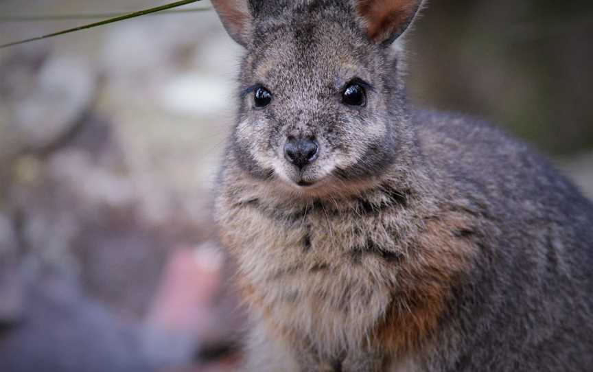 Walkabout Wildlife Sanctuary, Calga, NSW