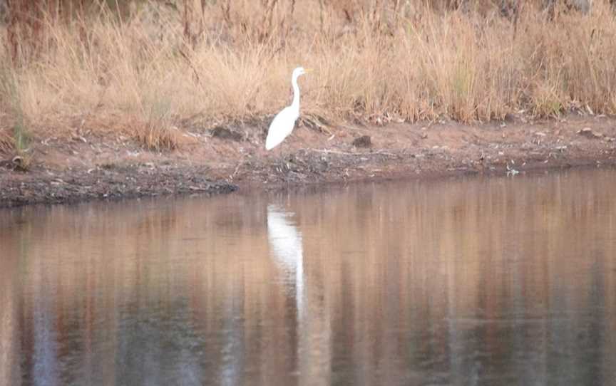 Wetlands of Wyalong, Wyalong, NSW