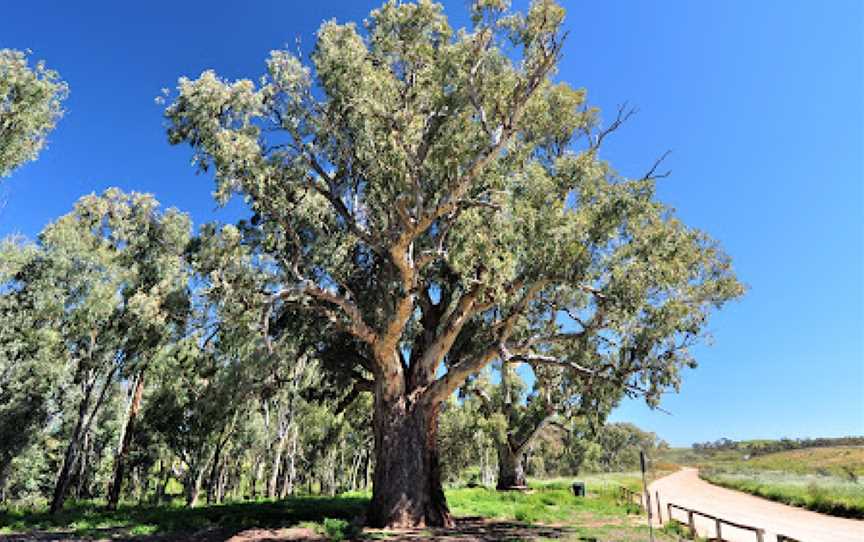 Giant Gum Tree, Orroroo, SA