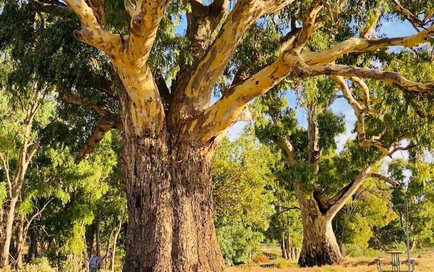 Giant Gum Tree, Orroroo, SA