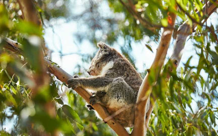 Koala Conservation Reserve, Rhyll, VIC