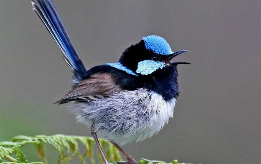 Dungog Area Birding Route, Dungog, NSW