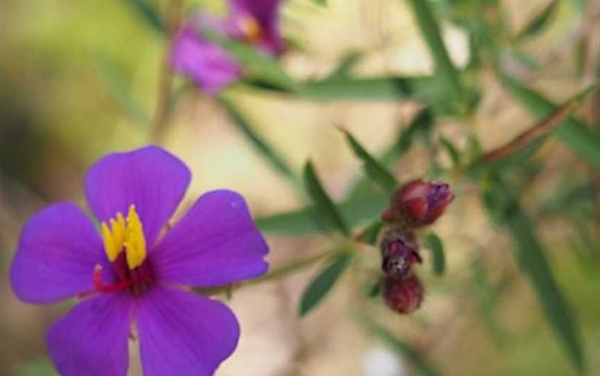 Umbrawarra Gorge Nature Park, Pine Creek, NT