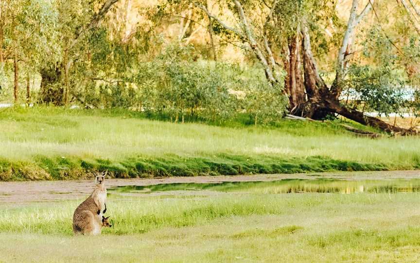 Wonga Wetlands, Albury, NSW