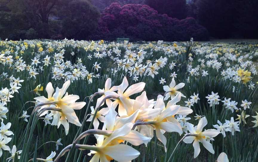 Lalla Flower Farm, Lalla, TAS