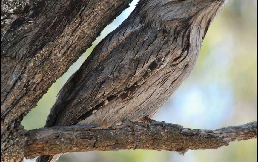 Chinamans Island Nature Reserve, Yarrawonga, VIC