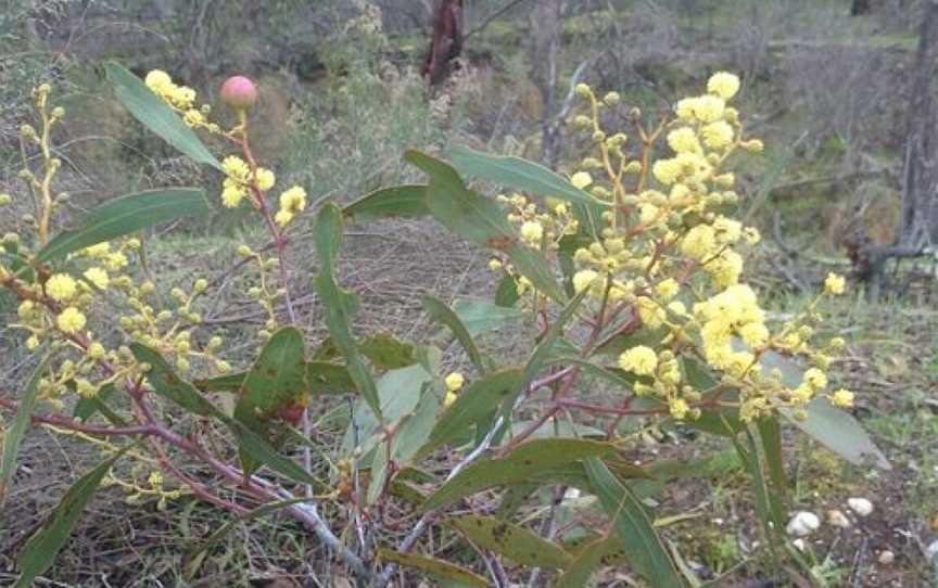 Goldfields Track, Ballarat East, VIC