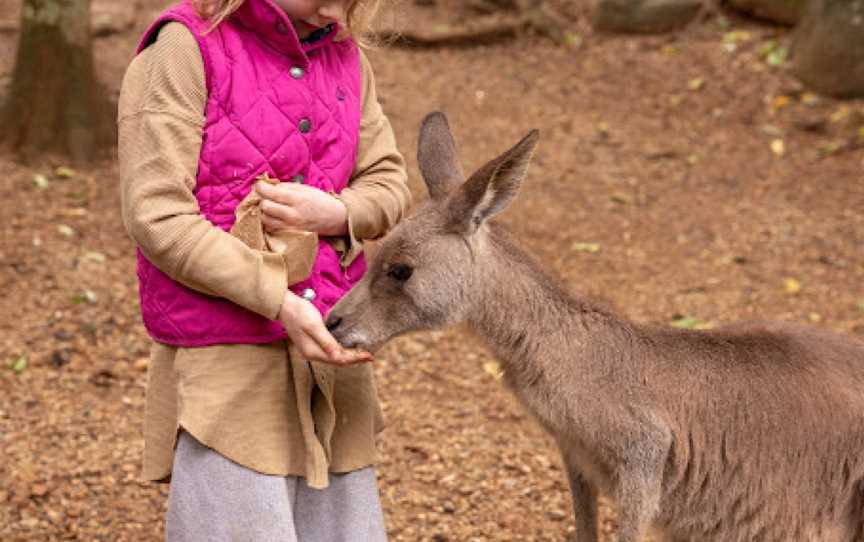 Byron Bay Wildlife Sanctuary, Knockrow, NSW