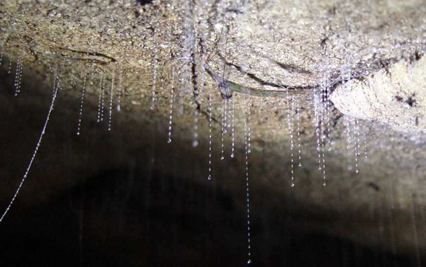 Gunns Plains Caves, Gunns Plains, TAS