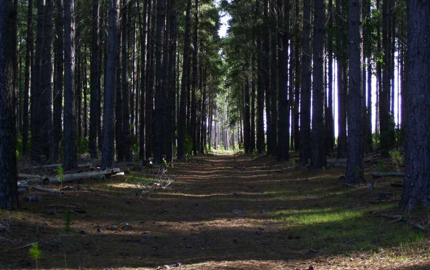 Kuitpo Forest Reserve, Kuitpo, SA