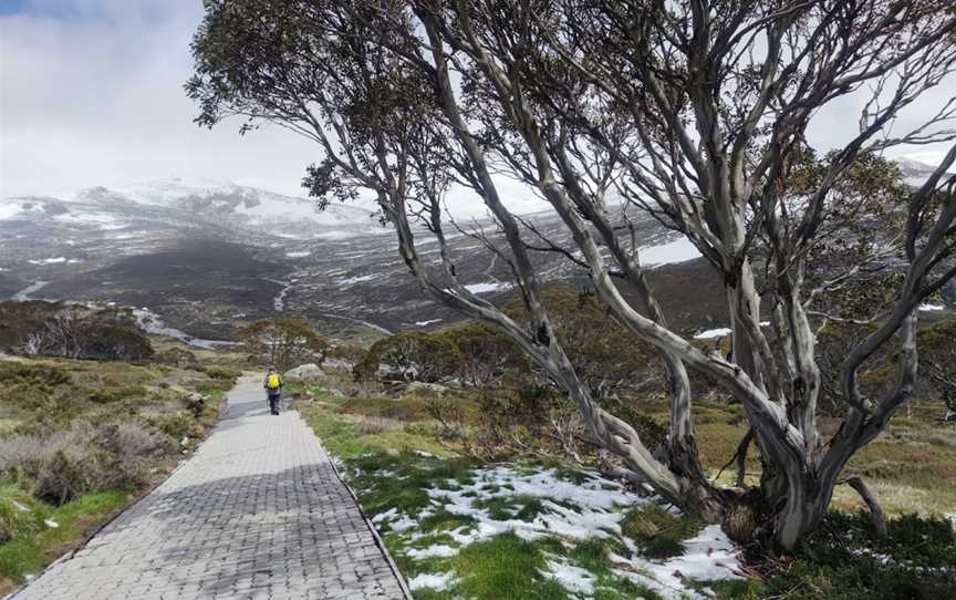 Snow Gums boardwalk, Jindabyne, NSW