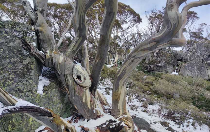 Snow Gums boardwalk, Jindabyne, NSW