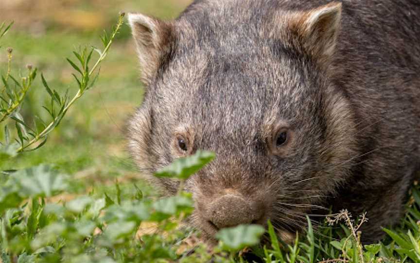 Kyabram Fauna Park, Kyabram, VIC