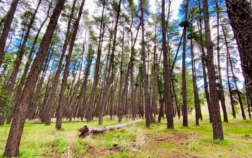 Blackwood Forest Recreation Park, Adelaide, SA