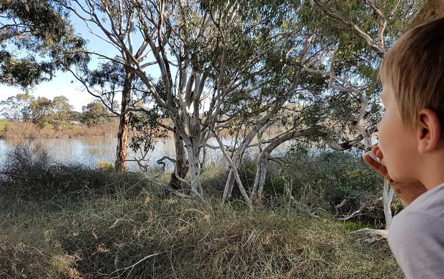 Swanport Wetlands, Murray Bridge, SA