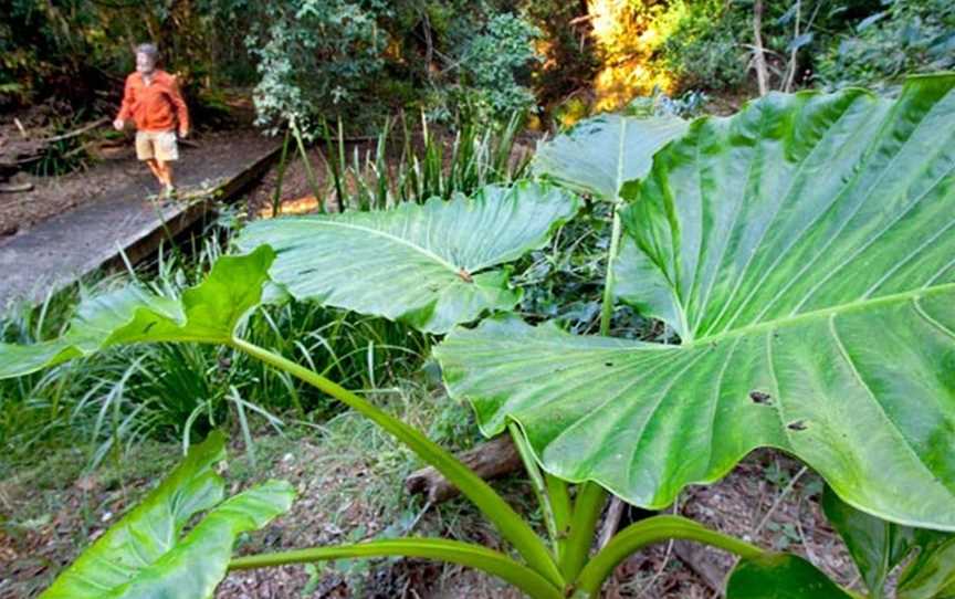 Cedar Park picnic area, Allgomera, NSW