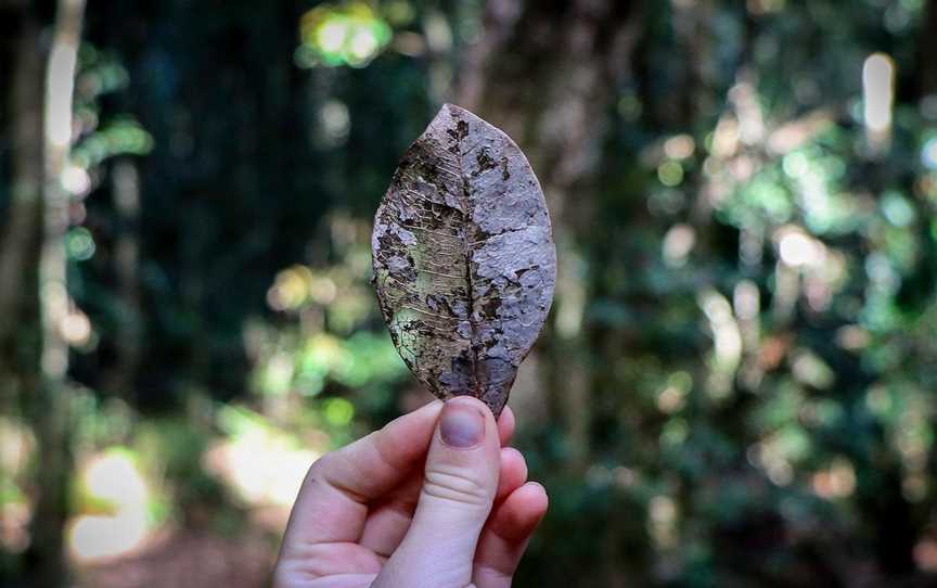 Chichester State Forest - Allyn River, Upper Allyn, NSW