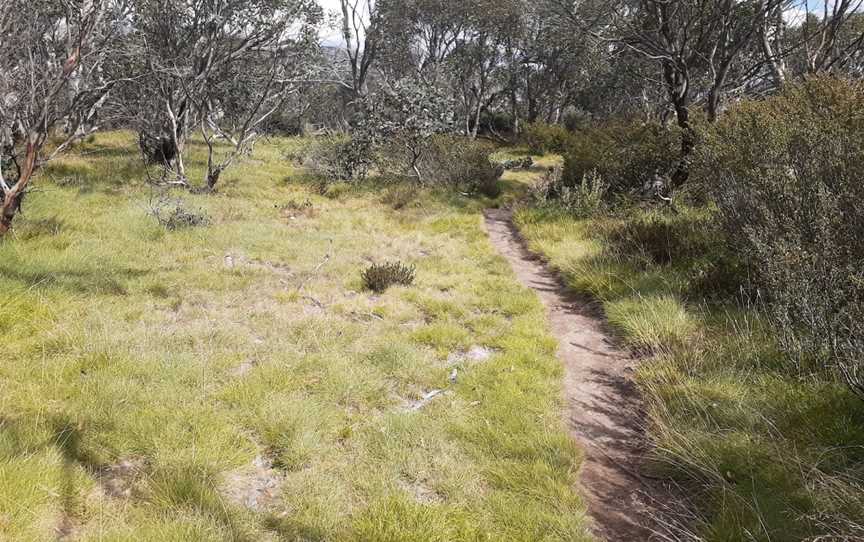 Dead Horse Gap walking track, Thredbo, NSW