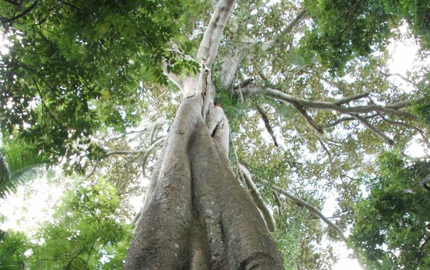 Amamoor State Forest, Amamoor, QLD