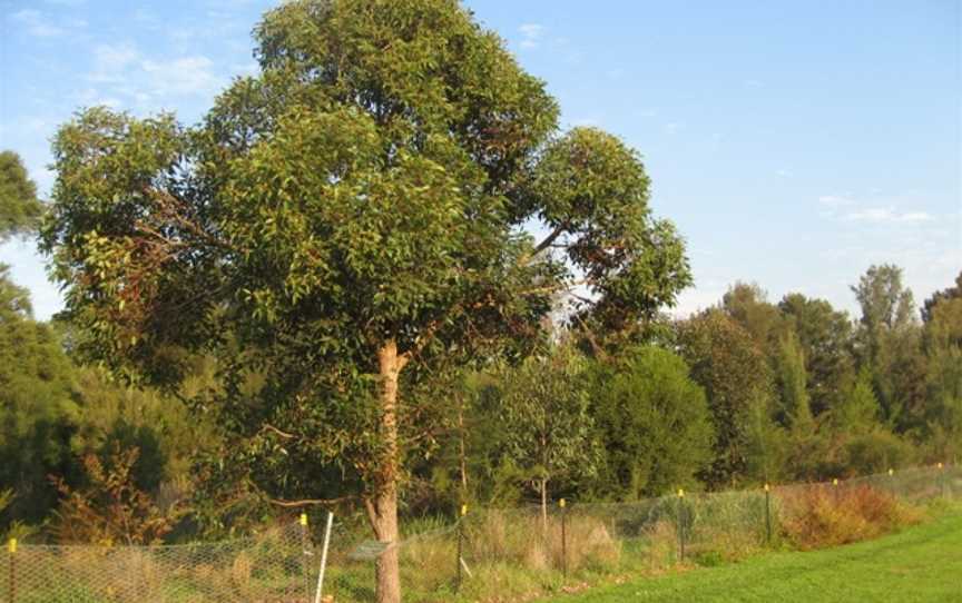 Wolli Creek Regional Park, Bardwell Park, NSW