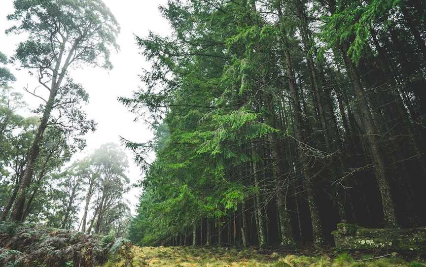 The Firs, Moonan Brook, NSW