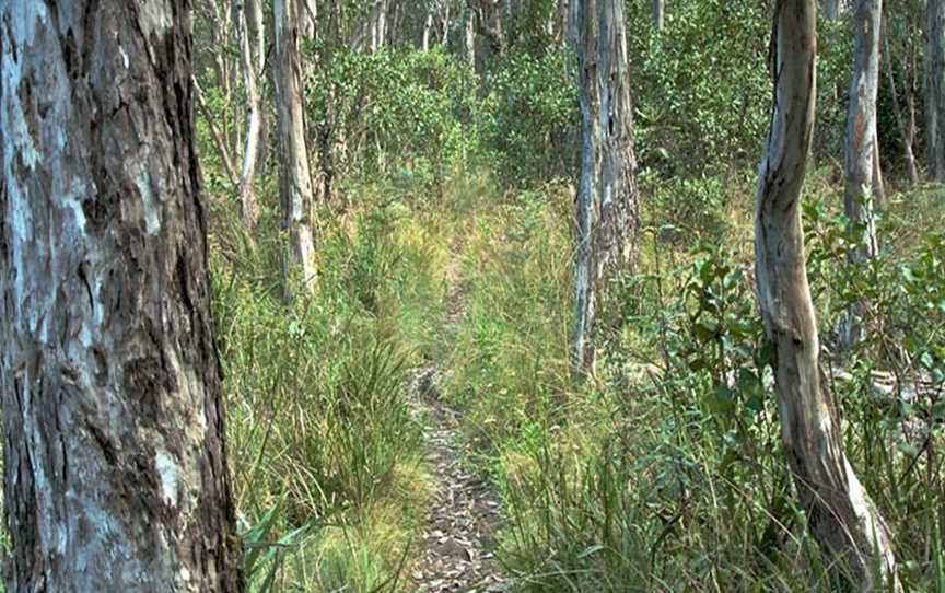 Thunderbolts lookout, Barrington Tops, NSW