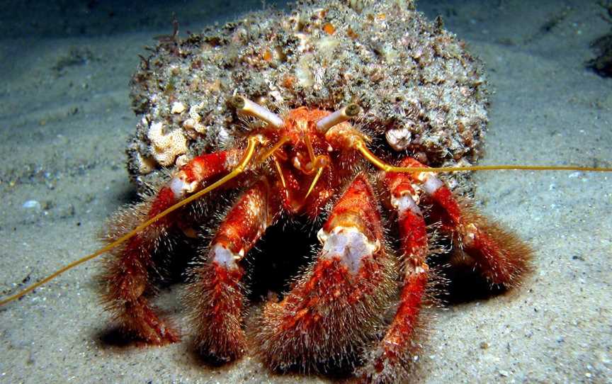 Batemans Marine Park and Sanctuary, Batemans Bay, NSW