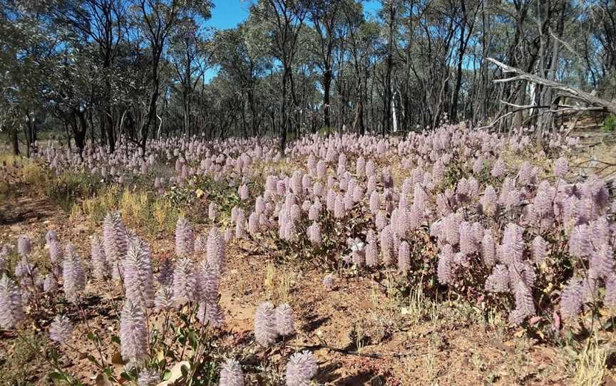 Idalia National Park, Blackall, QLD