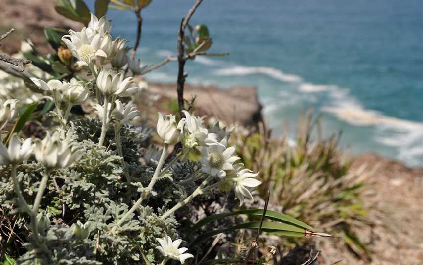 Perpendicular Point, Camden Head, NSW