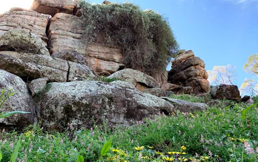 Spring Hill picnic area, Binya, NSW