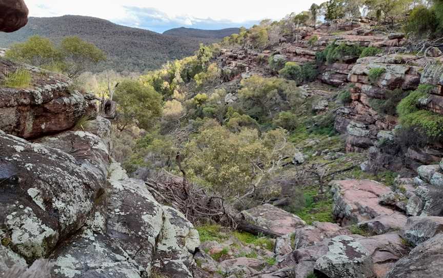 Spring Hill picnic area, Binya, NSW