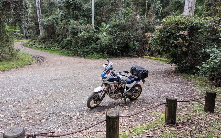 Grandis picnic area, Boolambayte, NSW