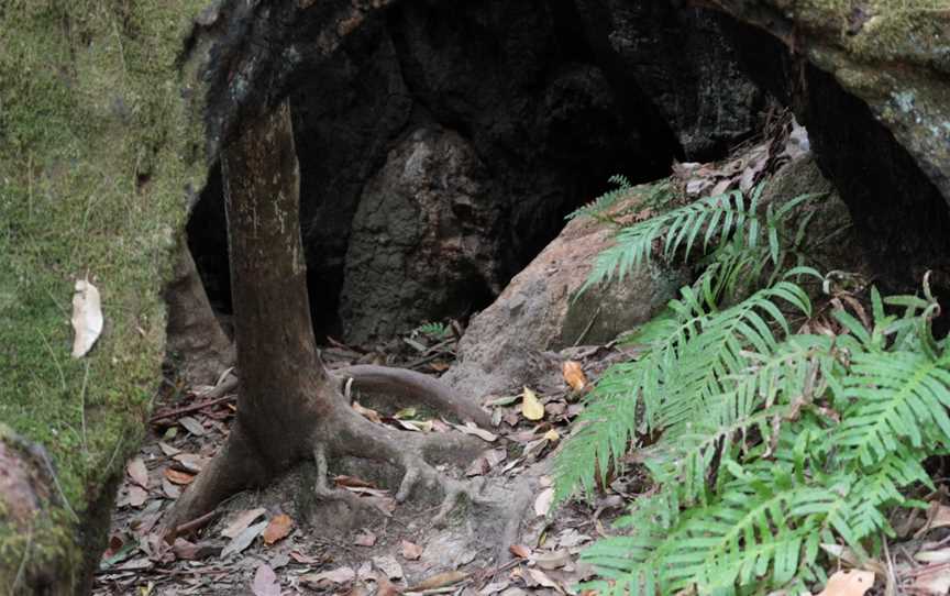 Grandis picnic area, Boolambayte, NSW