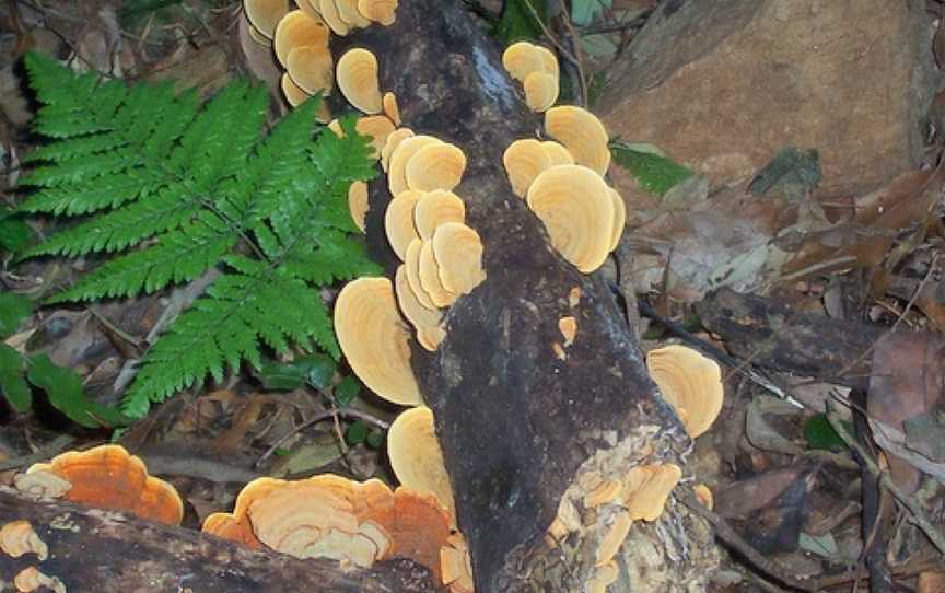 Boorganna Nature Reserve, Boorganna, NSW