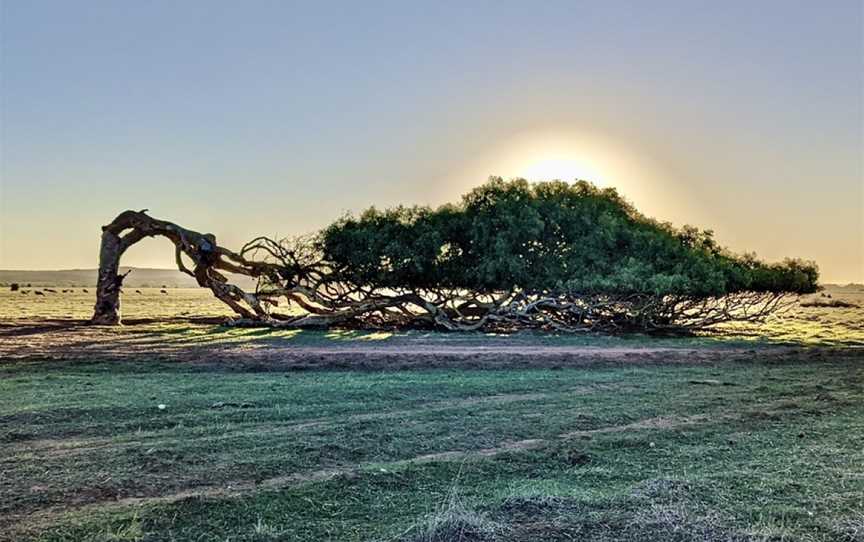 Greenough Leaning Trees, Greenough, WA