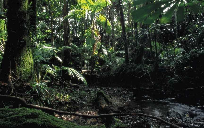 Cape Tribulation, Daintree National Park, Daintree, QLD