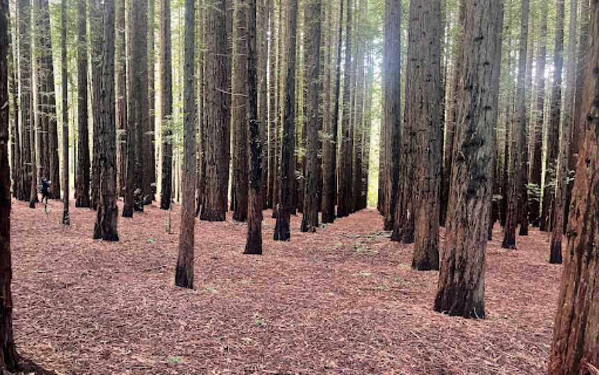 Californian Redwood Forest, East Warburton, VIC