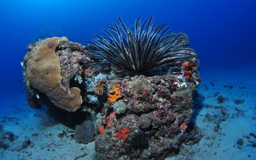 Challenger Bay Dive Site, Cairns City, QLD