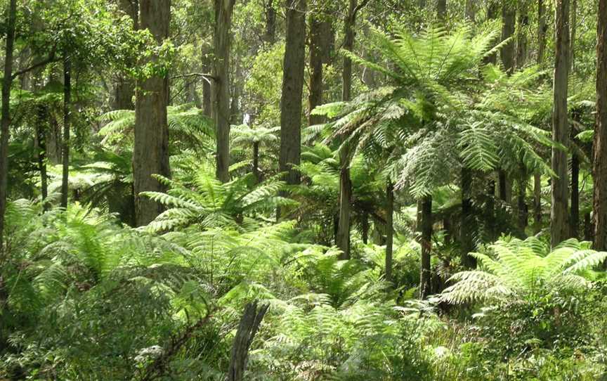 Werrikimbe National Park, Forbes River, NSW