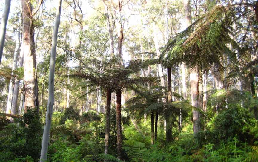 Werrikimbe National Park, Forbes River, NSW