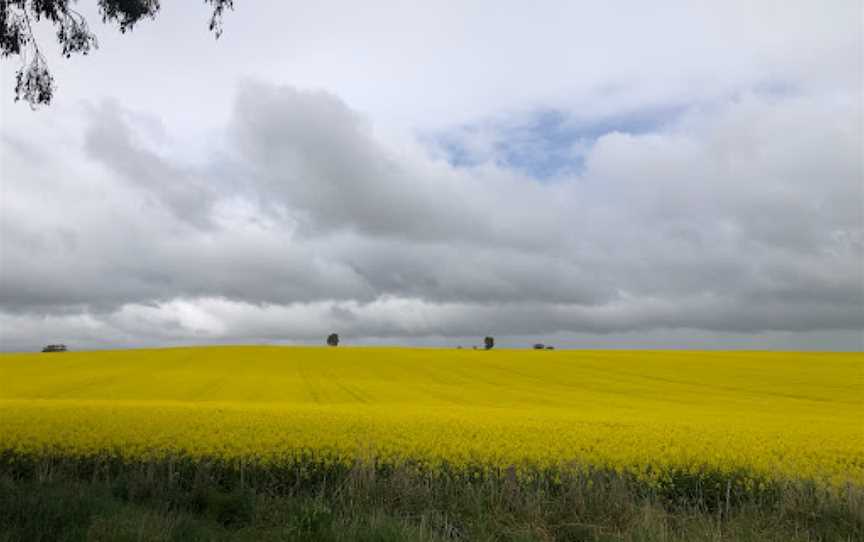 Canola Trail, Coolamon, NSW