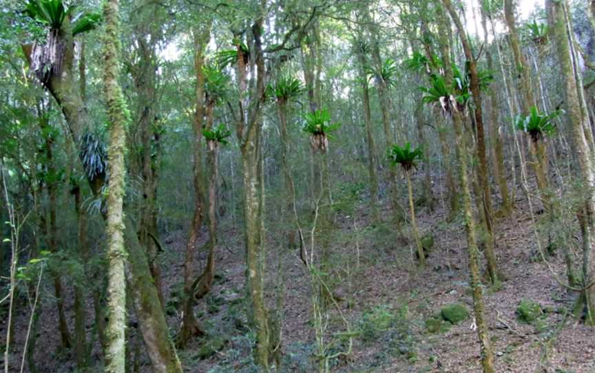 Copeland Tops State Conservation Area, Copeland, NSW