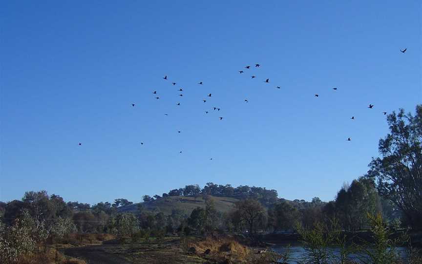 Tumut Wetlands, Tumut, NSW